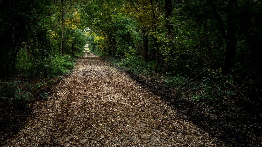 Free trail in green forest with trees photo, public domain nature CC0 image.