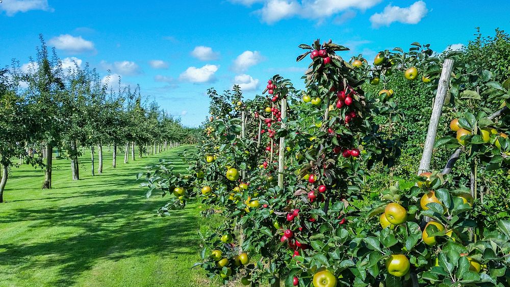 Free apple farm image, public domain fruit CC0 photo.