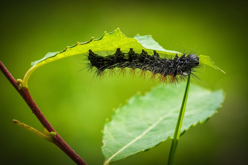 Free caterpillar image, public domain animal CC0 photo.