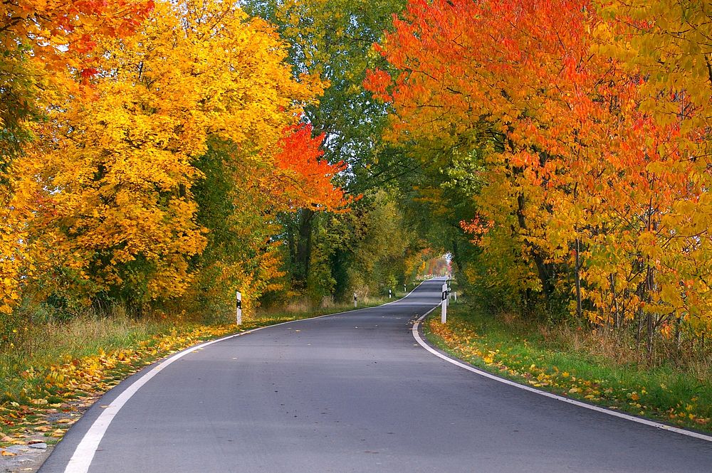 Autumn blossom highway road photography photo, free public domain CC0 image.