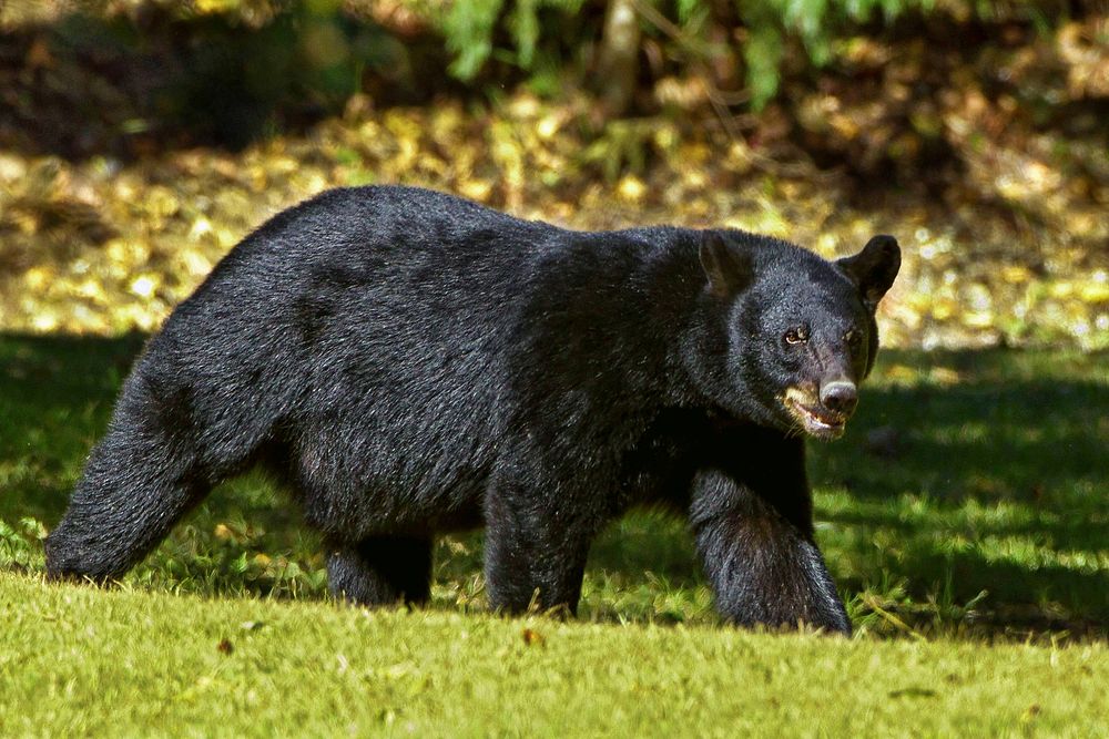 Free black bear image, public domain animal CC0 photo.