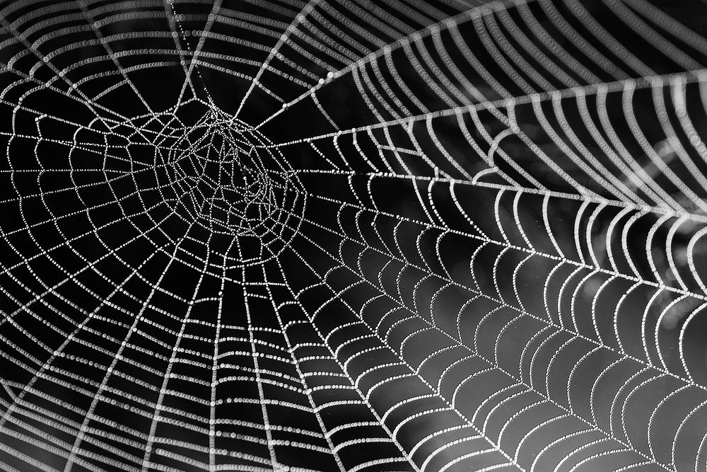 Spider web black & white background, free public domain CC0 image.