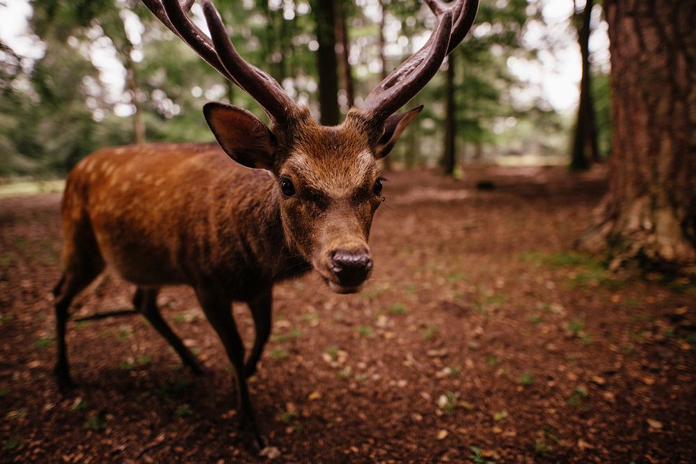 Free deer with big horns in forest image, public domain animal CC0 photo.