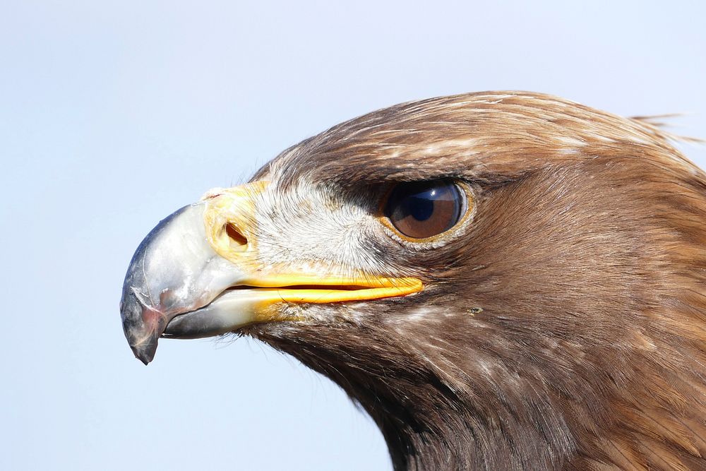 Free brown hawk image, public domain animal CC0 photo.