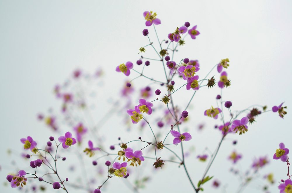 Free Chinese meadow-rue image, public domain flower CC0 photo.