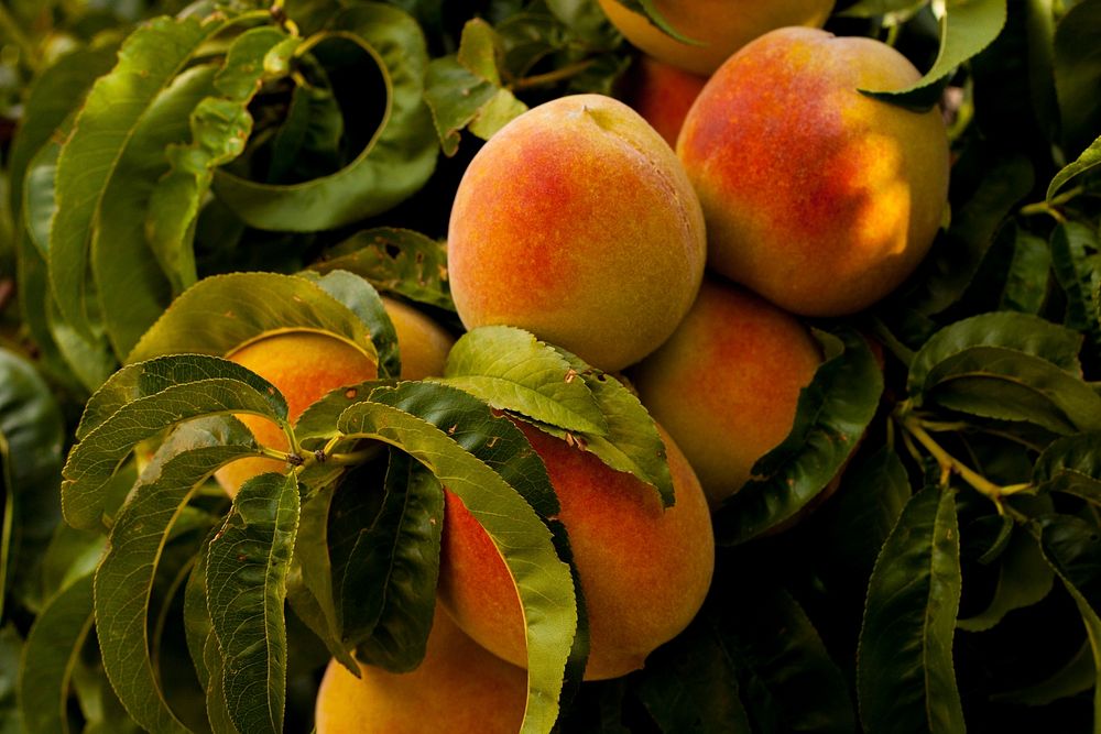 Free peach image, public domain fruit CC0 photo.
