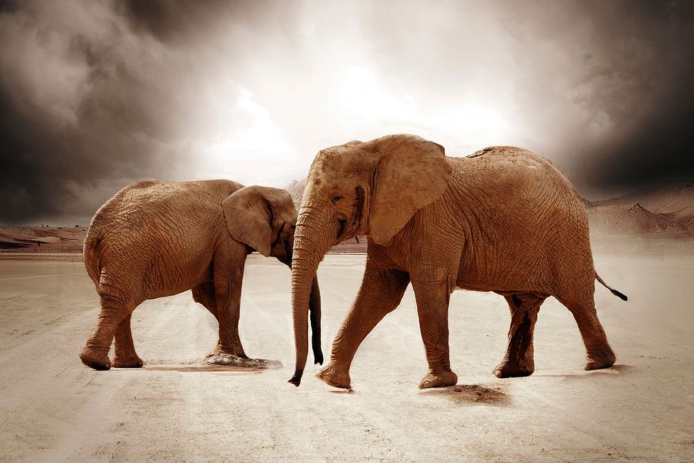 Free African elephants image, public domain wild animal CC0 photo.