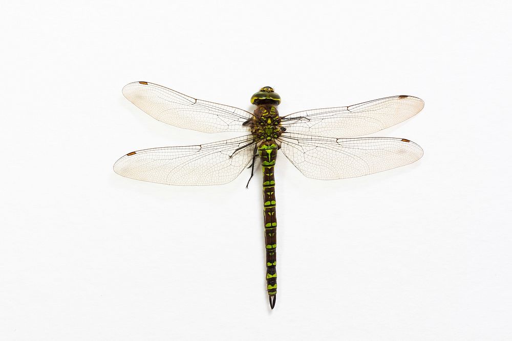 Free close up dragonfly with white background image, public domain animal CC0 photo.