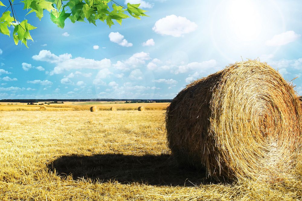 Free round hay photo, public domain agriculture CC0 image.