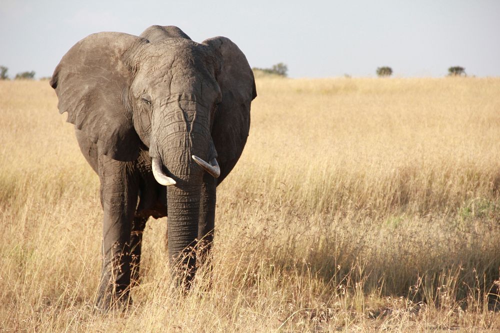 elephant walking through tall grass, free public domain CC0 photo