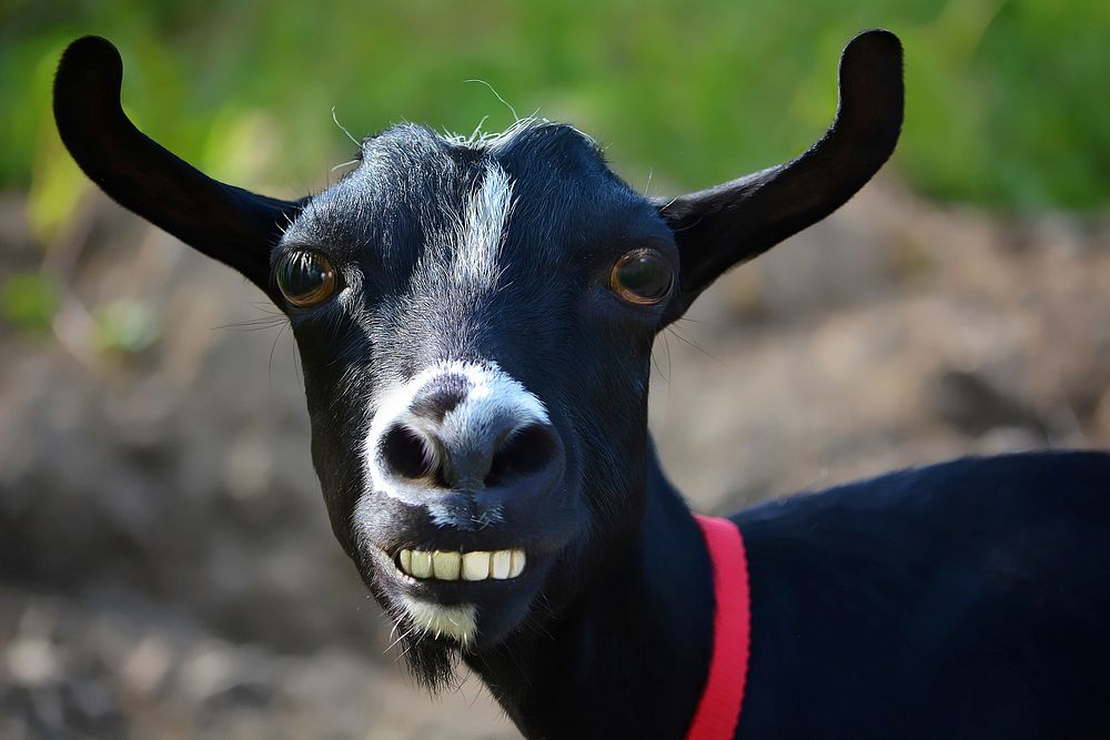 Free black goat smiling showing teeth image, public domain animal CC0 photo.