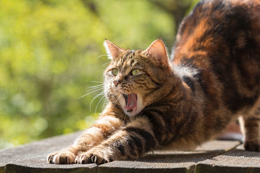 Free cat stretching and yawning image, public domain CC0 photo.