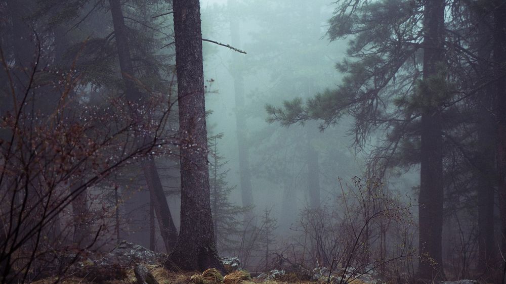 Free dark and misty woods image, public domain nature CC0 photo.