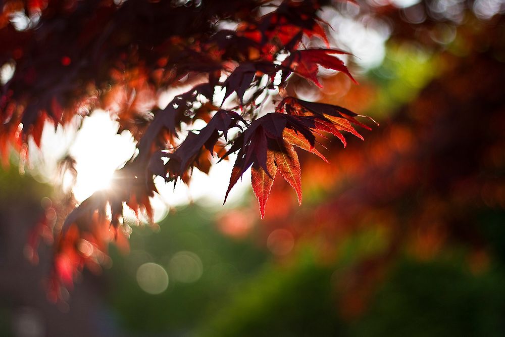 Free closeup on autumn leaves on tree photo, public domain nature CC0 image.