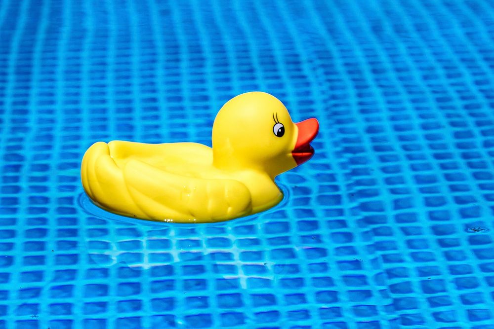 Free duck in swimming pool public domain CC0 photo.