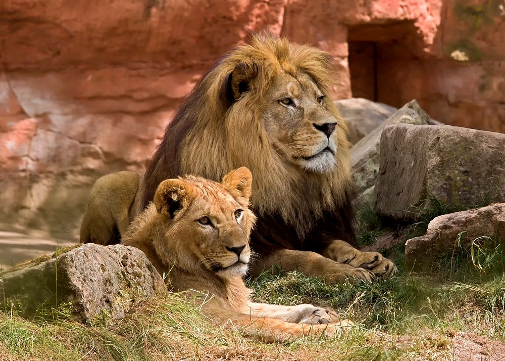 Free lions background, wildlife image, public domain CC0 photo.