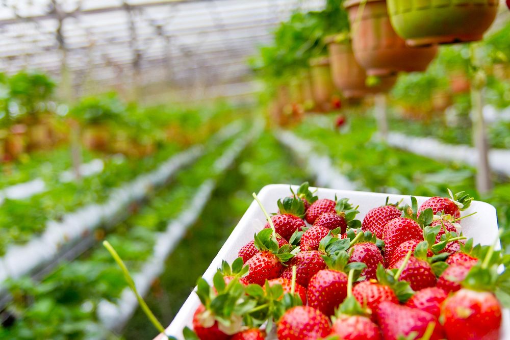 Free fresh strawberry in field image, public domain fruit CC0 photo.