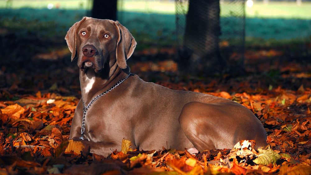 Free chocolate labrador retriever in autumn leaves portrait photo, public domain animal CC0 image.