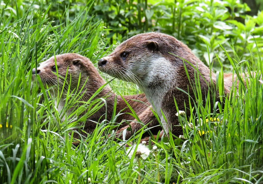 Free mustelidae in the grass portrait photo, public domain animal CC0 image.