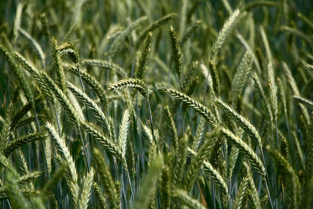 Free barley crops image, public domain agriculture CC0 photo.