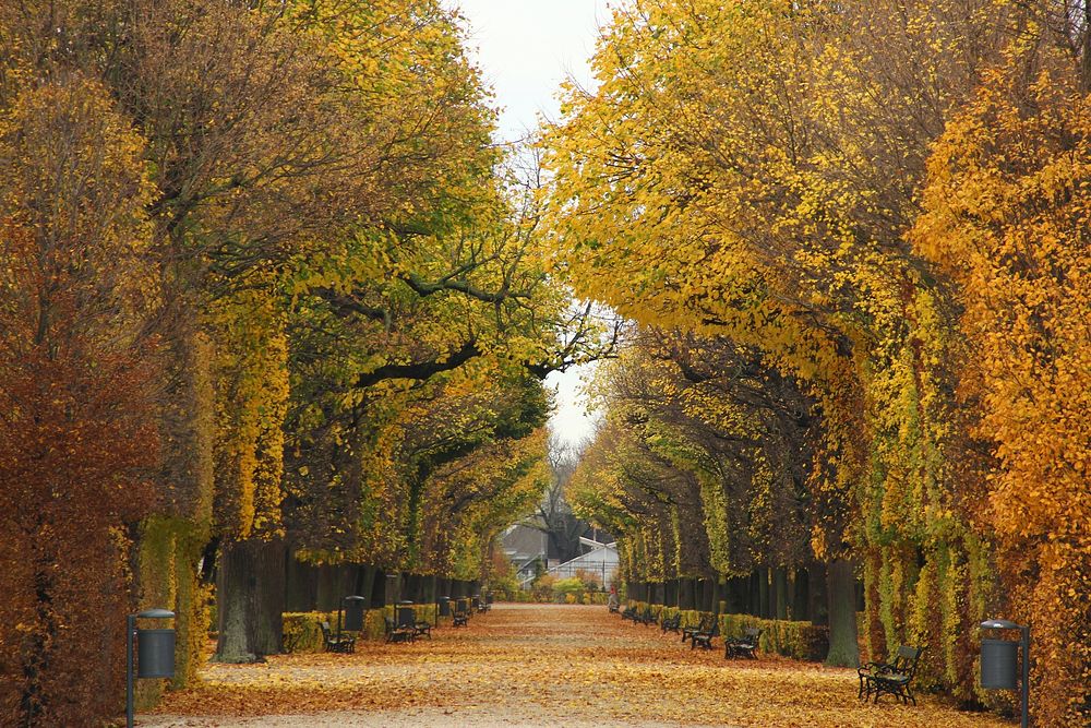 Path between autumn trees, free public domain CC0 photo
