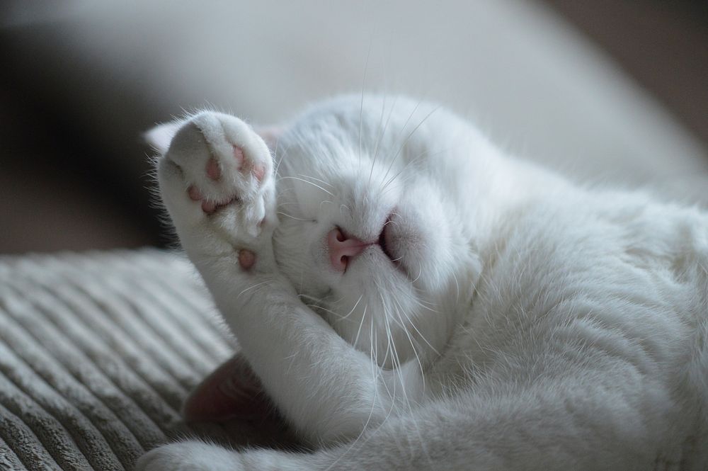 Free cute white cat sleeping image, public domain CC0 photo.