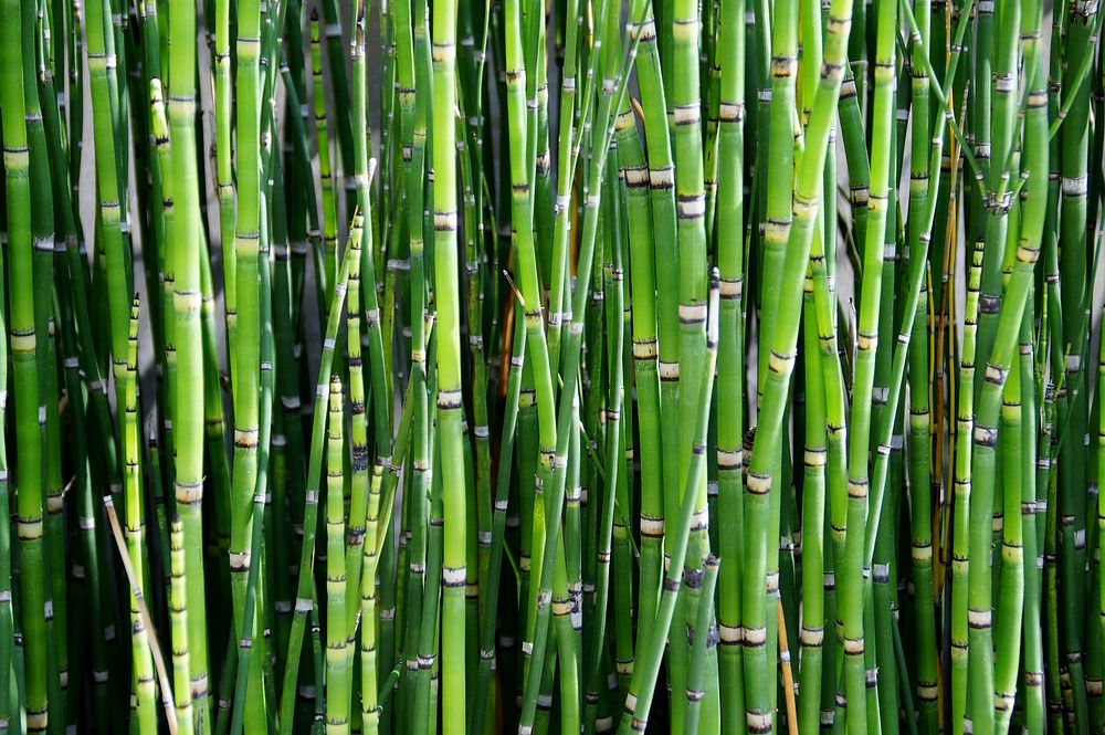 Free bamboo photo, public domain nature CC0 image.