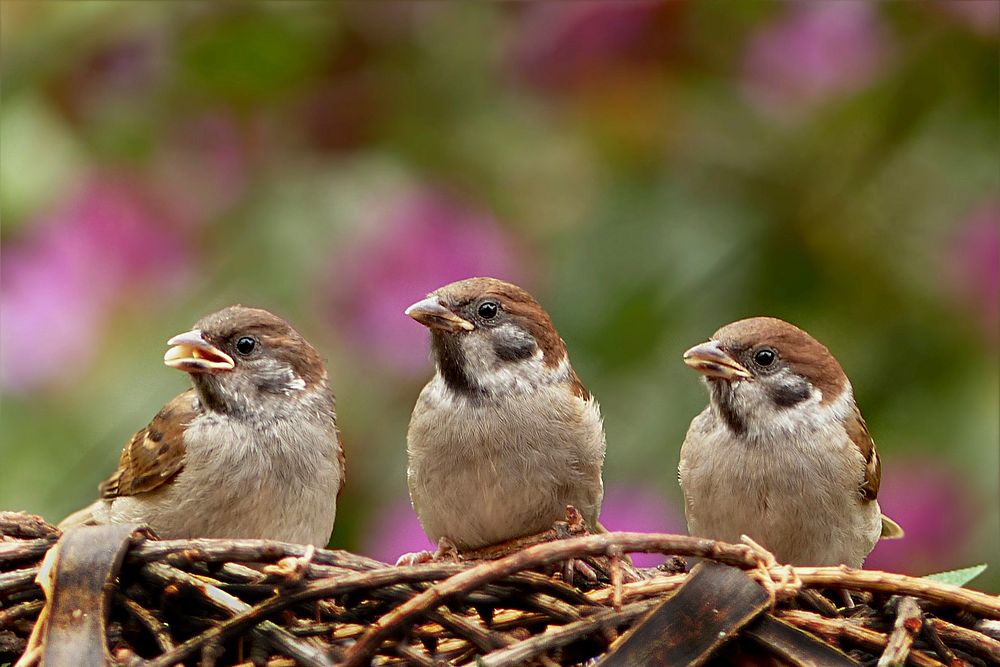 Free three sparrow in the nest photo, public domain animal CC0 image.