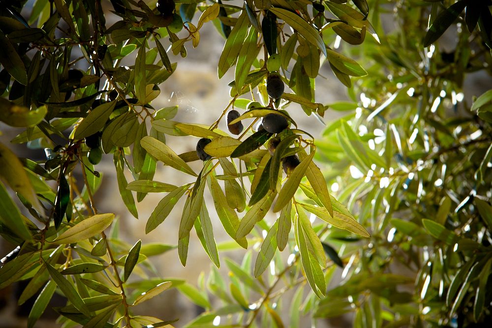 Free olives on branch image, public domain fruit CC0 photo.