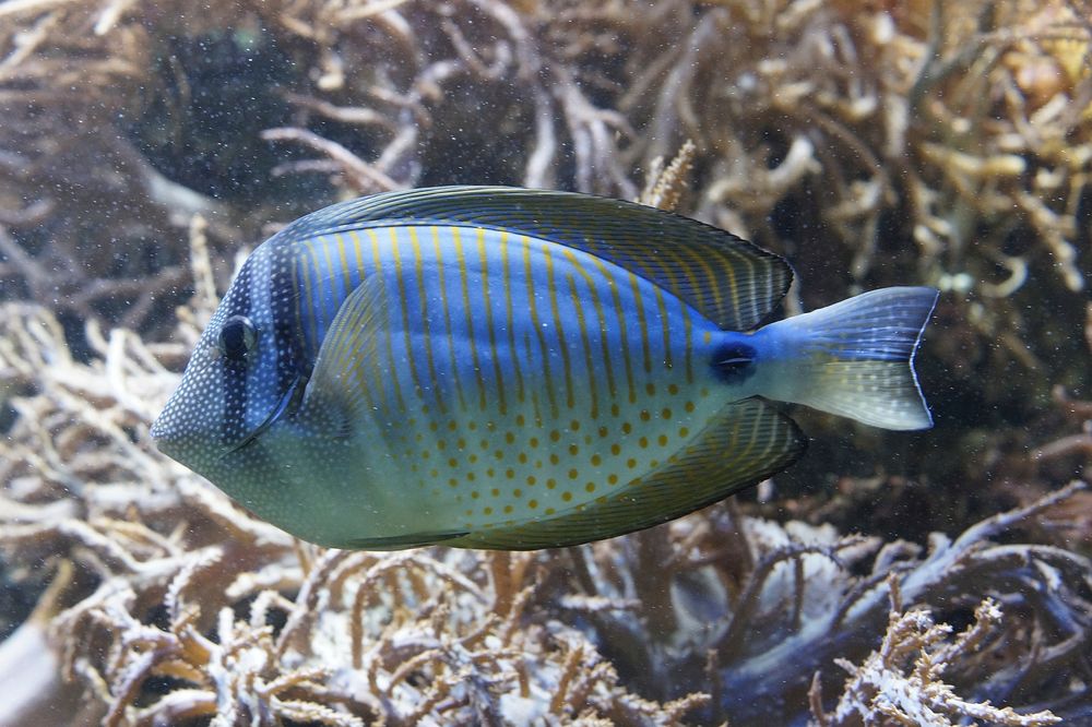 Free exotic fish image, public domain animal CC0 photo.