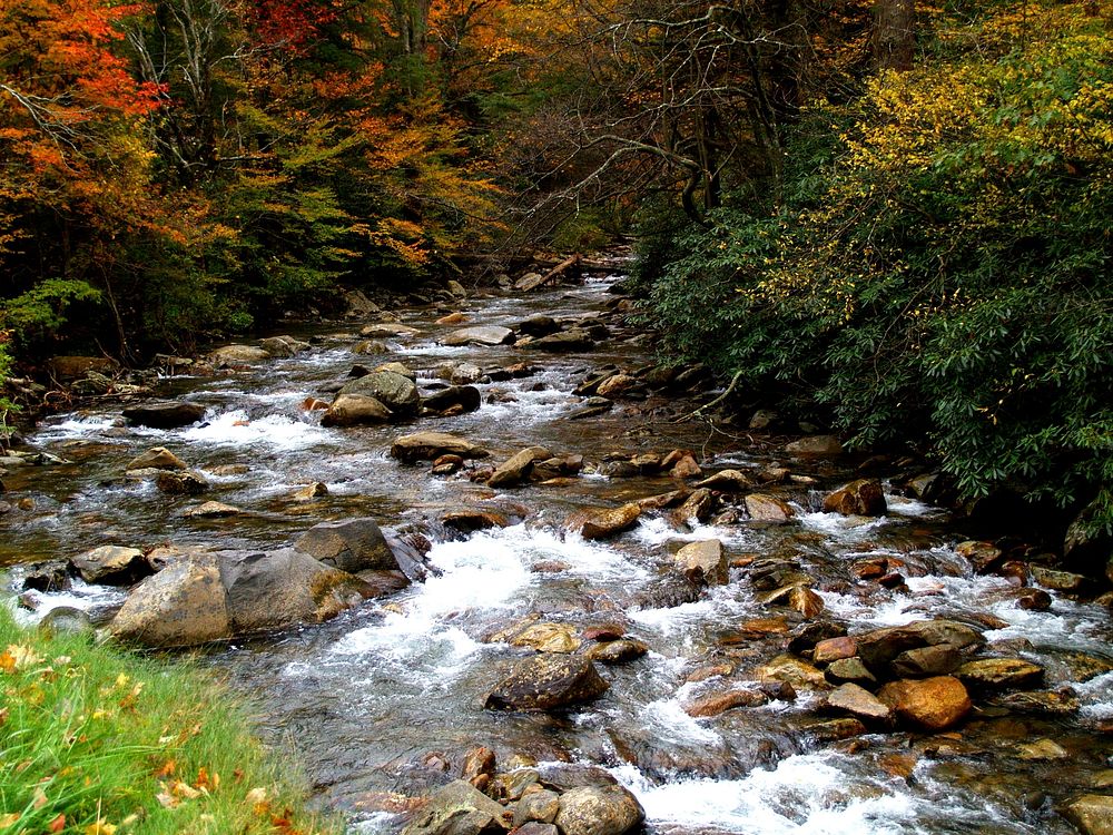 Free stream in forest photo, public domain nature CC0 image.