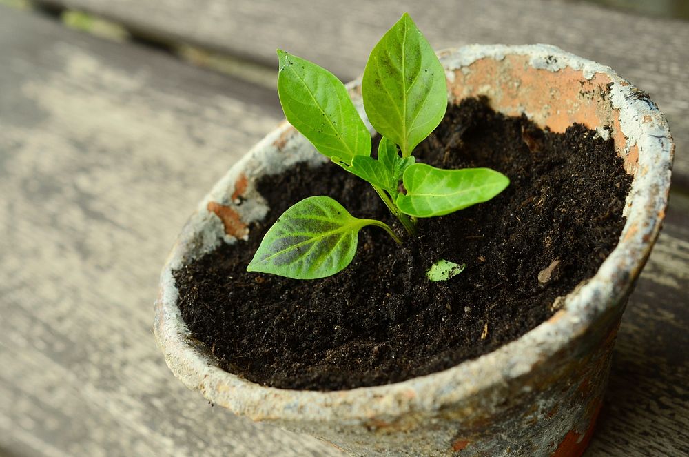 Free sprouting plant image, public domain gardening CC0 photo.