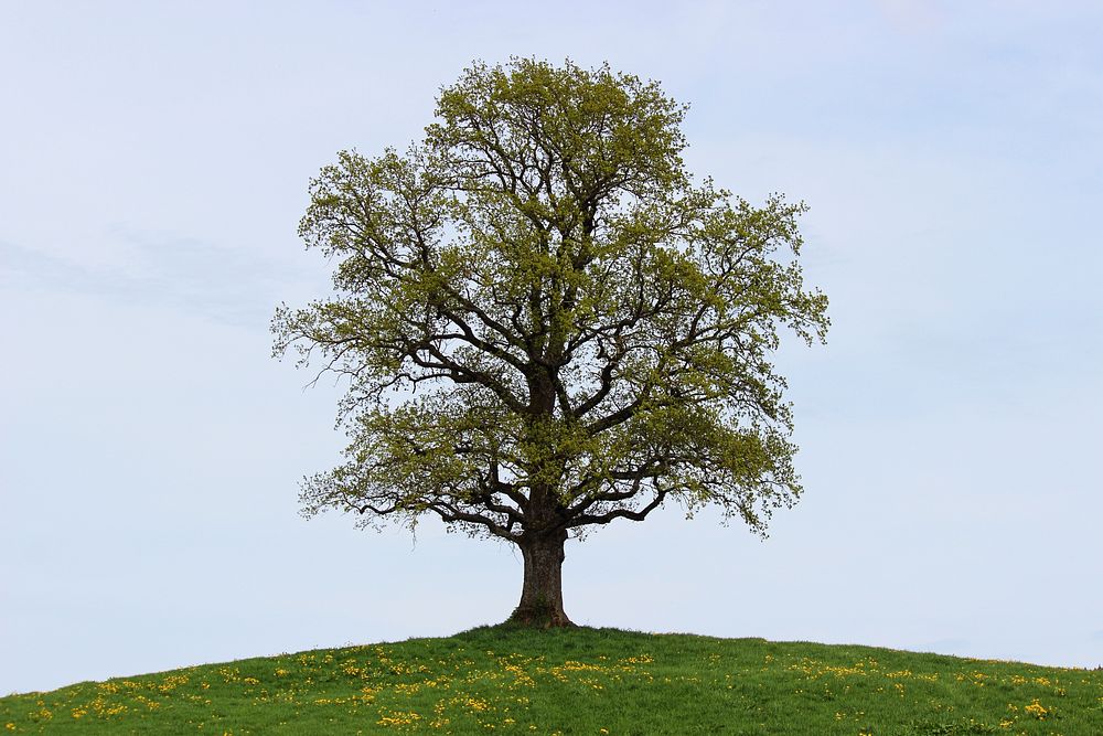 Free lone tree image, public domain botanical CC0 photo.