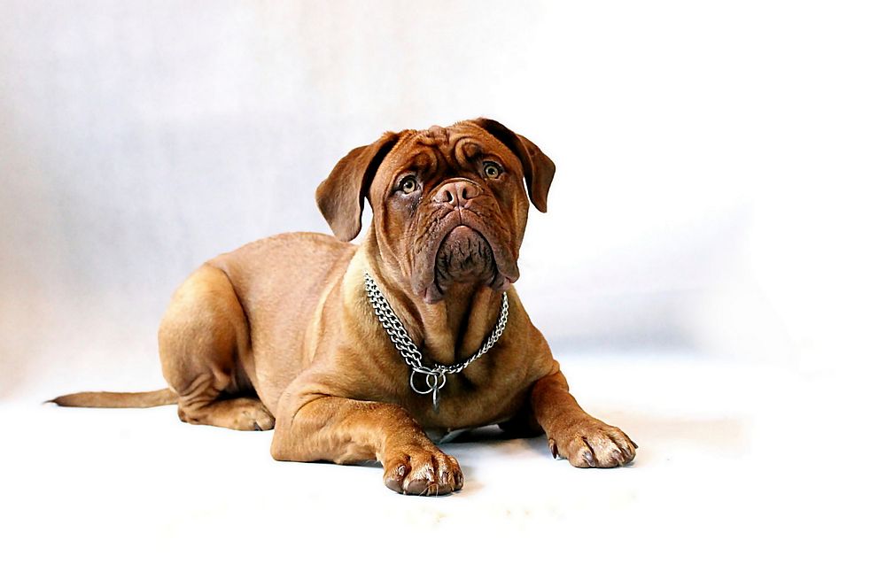 Free Bulldog image, public domain pet CC0 photo.
