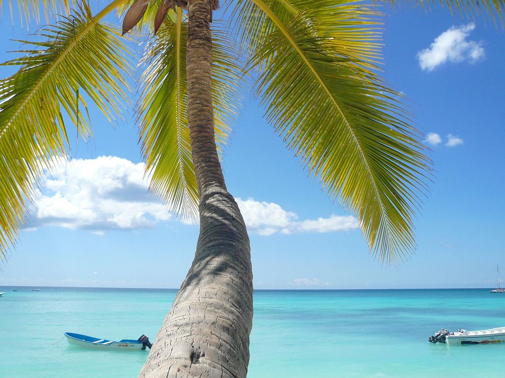 Free coconut tree on the beach image, public domain CC0 photo.