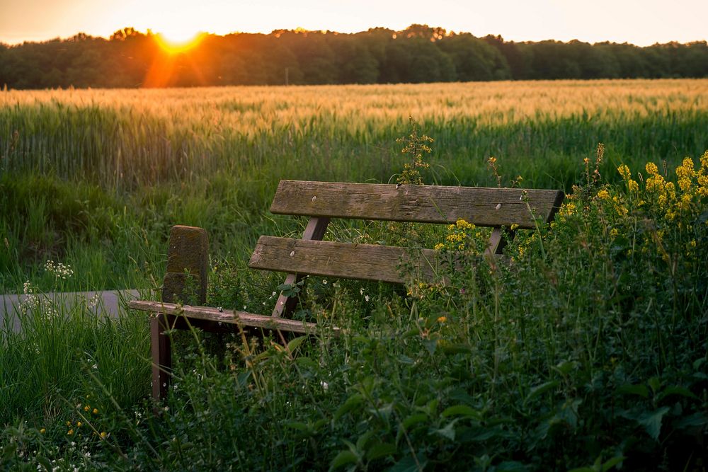 Free empty bench in grass field image, public domain nature CC0 photo.