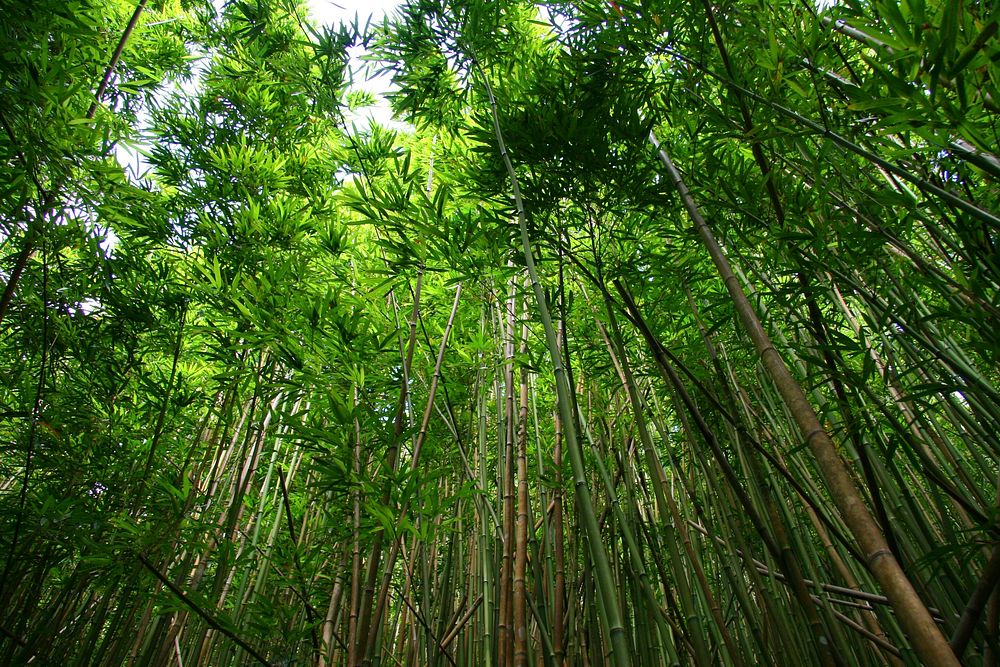 Towering bamboo trees, free public domain CC0 photo