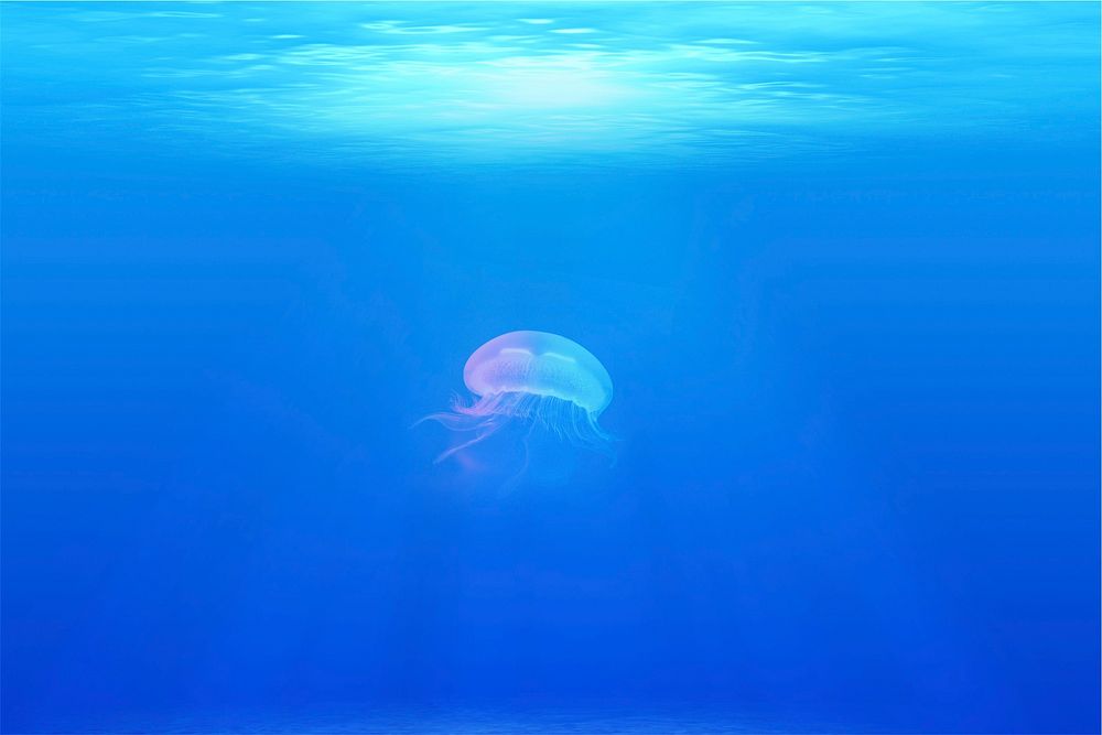 Free jellyfish image, public domain animal CC0 photo.