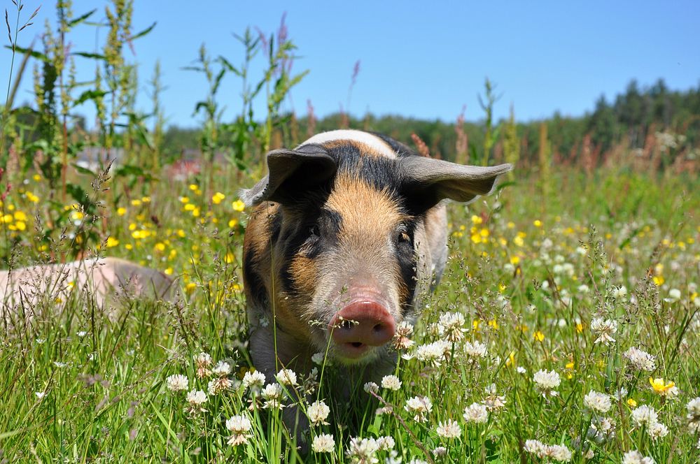 Free pig in the daisies, piglet portrait photo, public domain animal CC0 image. 