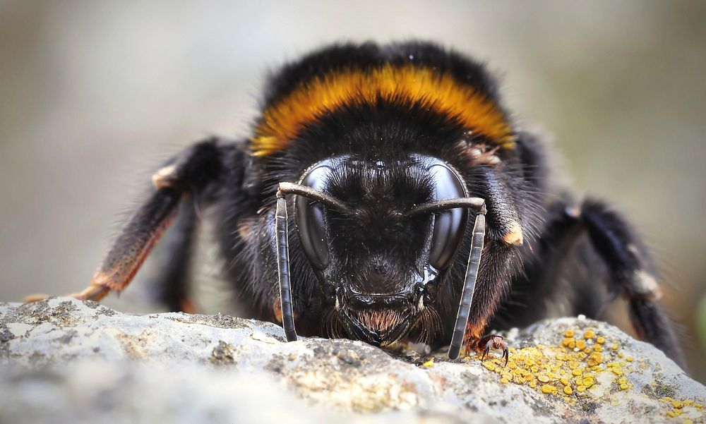 Free macro bee image, public domain animal CC0 photo.