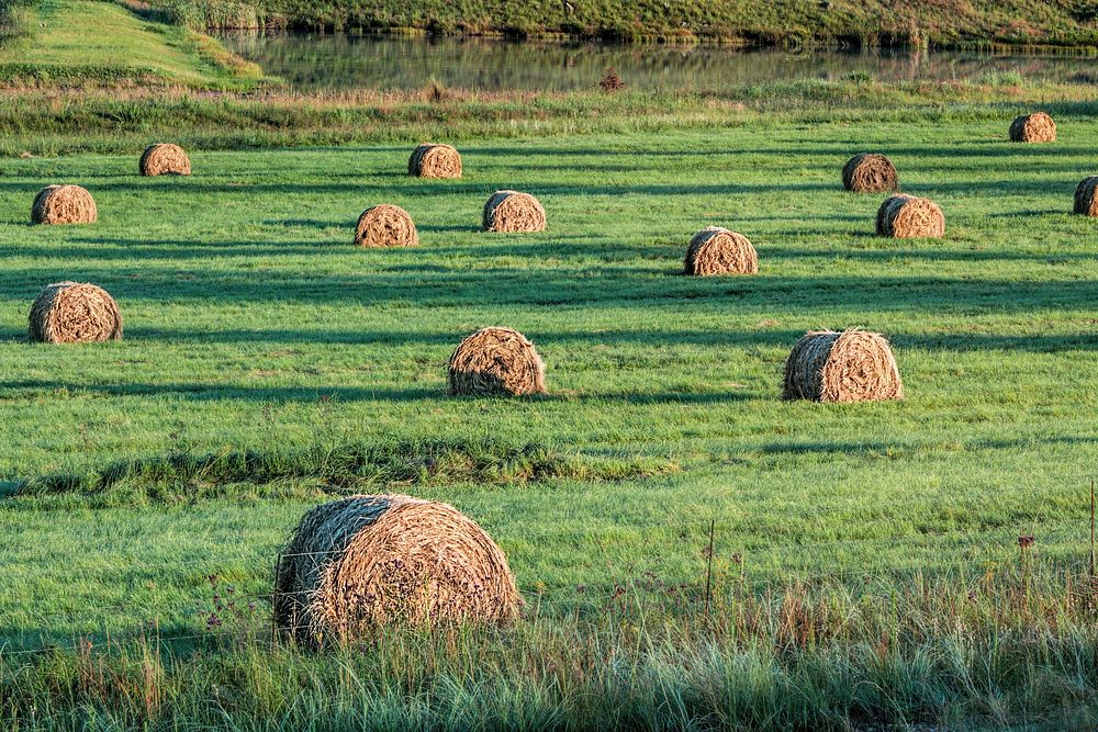 Free several hay rolls on grass field image, public domain animal CC0 photo.