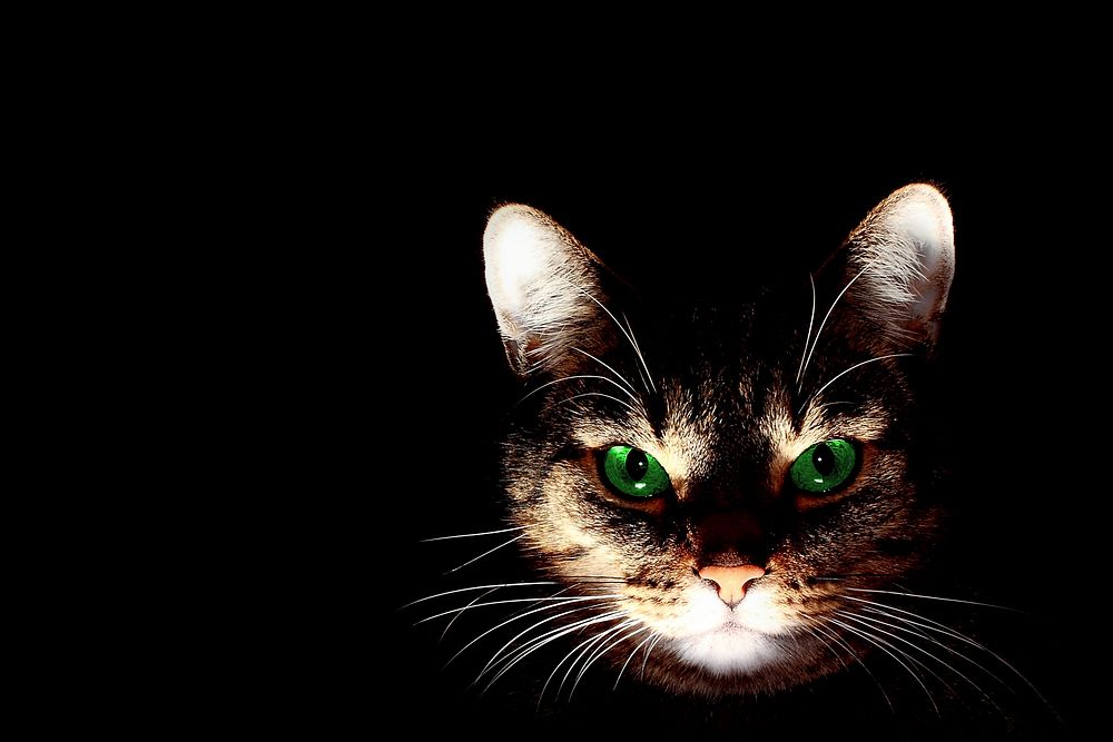 Free bengal cat in the dark image, public domain CC0 photo.