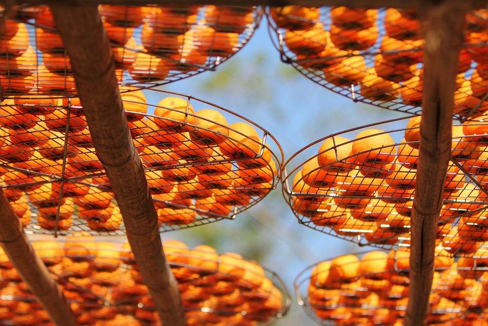 Persimmon being dried in the sun. Free public domain CC0 photo.