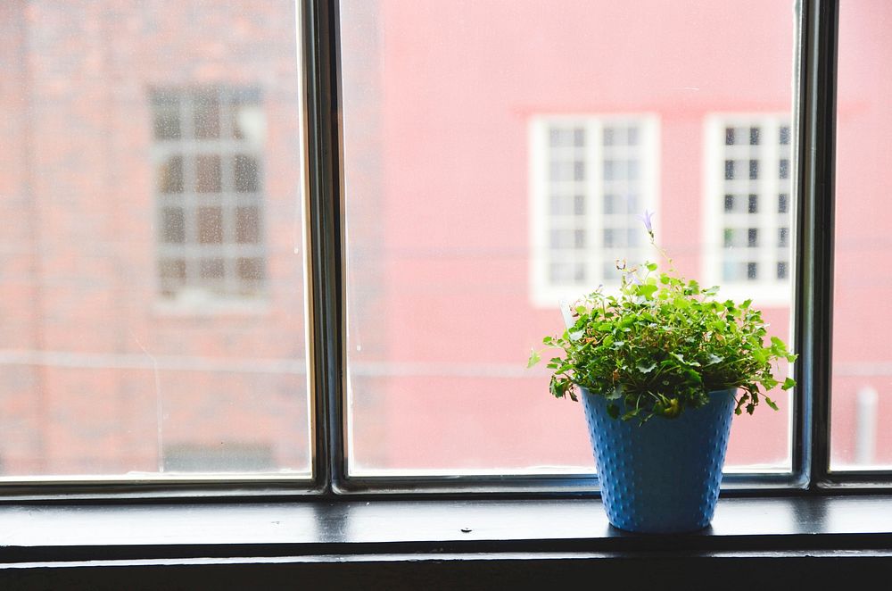 Potted plant in window, free public domain CC0 image.