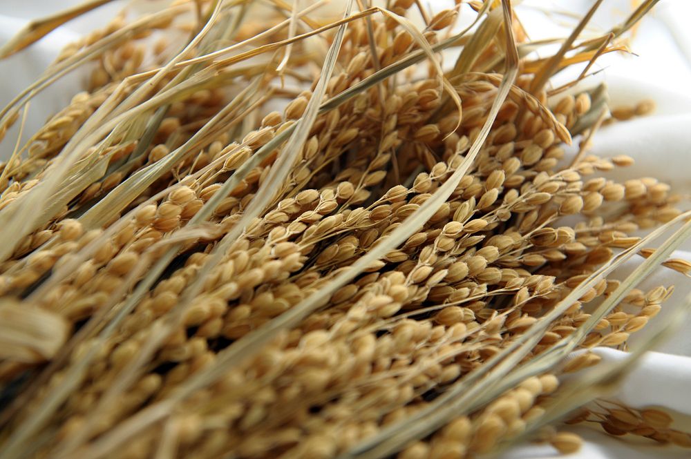 Free barley image, public domain food CC0 photo.