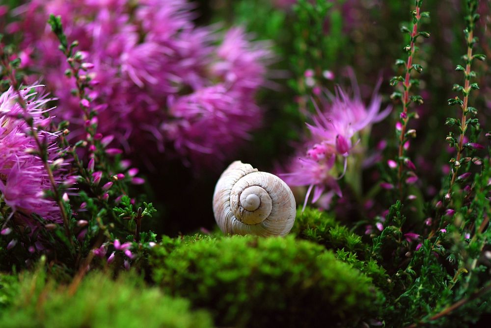 Free snail shell on moss with flowers image, public domain CC0 photo.