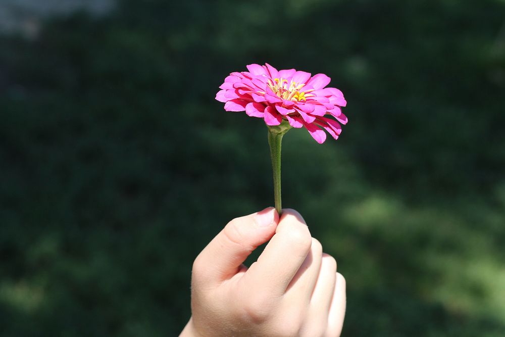 Free pink zinnia background image, public domain flower CC0 photo.