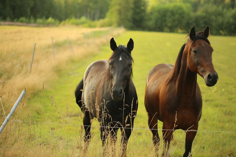 Free horses on pasture image, public domain animal CC0 photo.