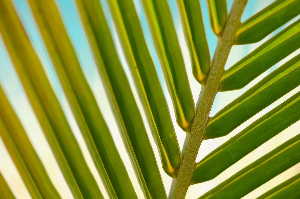 Palm tree leaf close up, free public domain CC0 photo