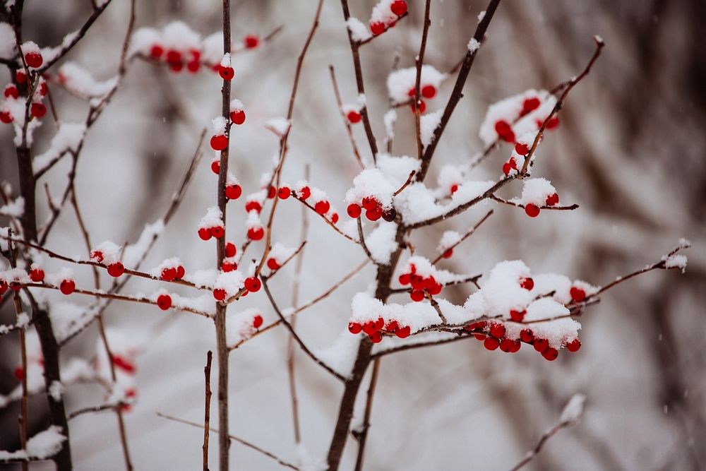Free snow covered red berries branch image, public domain fruit CC0 photo.